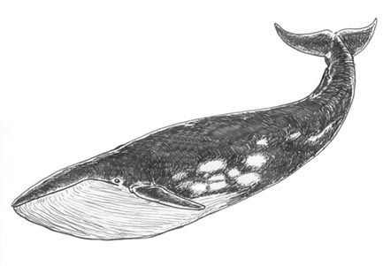 Great Whales