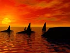 Pod of Orcas at Sunset